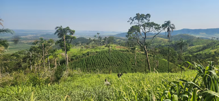 Base do tr&aacute;fico &eacute; fechada com 21 toneladas de maconha e 7 hectares plantados