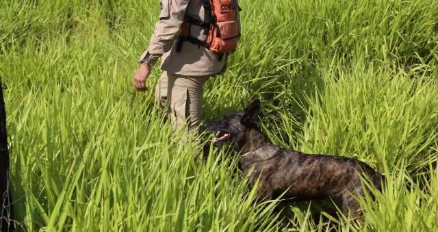 At&eacute; bombeira Laika &eacute; acionada para encontrar espanhol desaparecido h&aacute; 3 dias