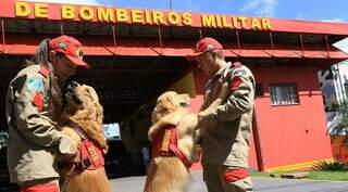 N&atilde;o &eacute; para qualquer um: veja se o seu c&atilde;o pode ser &quot;bombeiro her&oacute;i&quot;