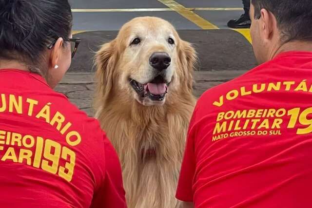 Não é para qualquer um: veja se o seu cão pode ser "bombeiro herói"