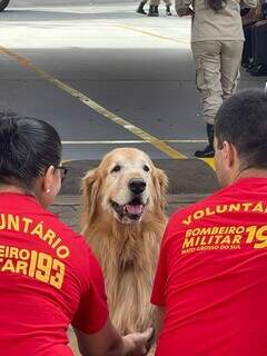 N&atilde;o &eacute; para qualquer um: veja se o seu c&atilde;o pode ser &quot;bombeiro her&oacute;i&quot;