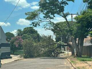 &Aacute;rvore ca&iacute;da h&aacute; quatro dias tranca rua e causa transtornos para  moradores