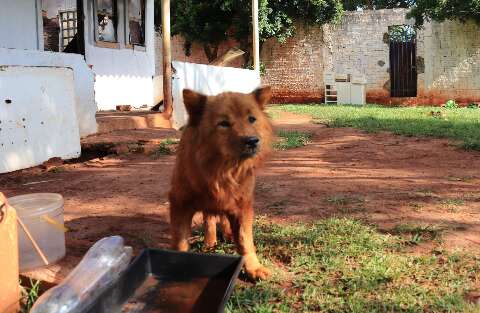 Inc&ecirc;ndio deixa mulheres sem teto e at&eacute; cachorros precisam de novo lar