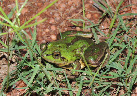 Mais de 80% dos anf&iacute;bios do Pantanal podem perder seus habitats at&eacute; 2100