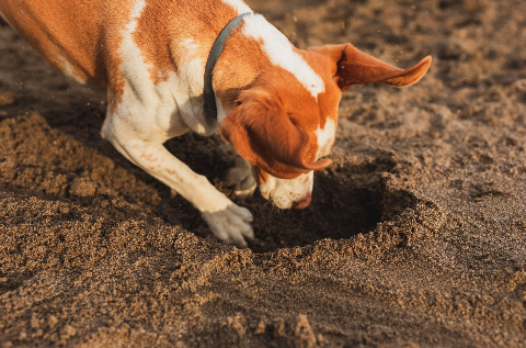 Cuidado com exageros: seu pet precisa se sujar, brincar... Ser animal