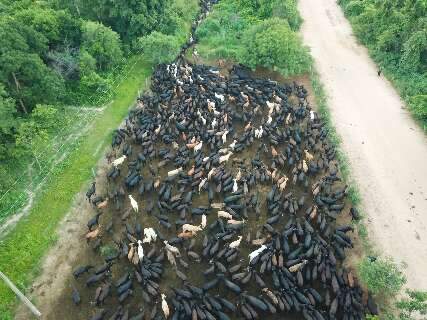 Pela 1&ordf; vez, ra&ccedil;a brangus cruza Pantanal em comitiva que deve durar 40 dias