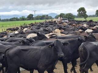 Pela 1&ordf; vez, ra&ccedil;a brangus cruza Pantanal em comitiva que deve durar 40 dias