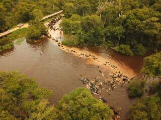 Pela 1&ordf; vez, ra&ccedil;a brangus cruza Pantanal em comitiva que deve durar 40 dias