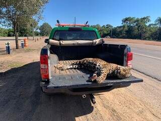 Pantanal perde mais uma on&ccedil;a-pintada v&iacute;tima de atropelamento na BR-262