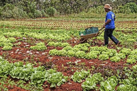 MS lidera inclus&atilde;o de fam&iacute;lias em pobreza rural em programa de fomento para 2025