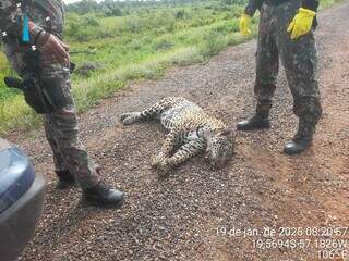 Pantanal perde mais uma on&ccedil;a-pintada v&iacute;tima de atropelamento na BR-262