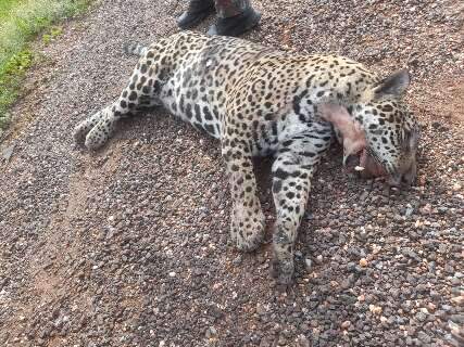 Pantanal perde mais uma on&ccedil;a-pintada v&iacute;tima de colis&atilde;o veicular na BR-262