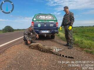 Pantanal perde mais uma on&ccedil;a-pintada v&iacute;tima de atropelamento na BR-262