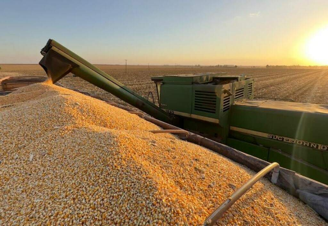 Mercado agrícola de MS fecha 2024 com aumento no preço do milho