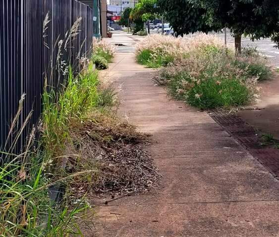 Piso t&aacute;til some com mato crescendo em cal&ccedil;ada do Centro