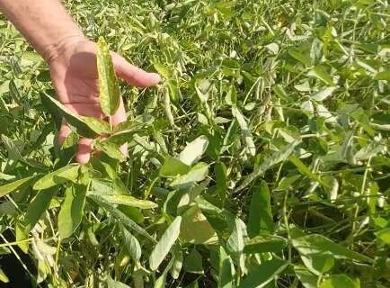 Produtores devem adotar pr&aacute;ticas agr&iacute;colas para enfrentar falta de chuva em MS