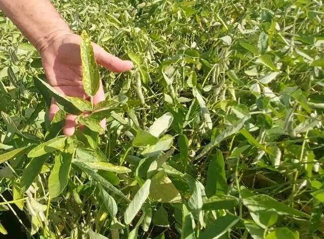 Produtores devem adotar práticas agrícolas para enfrentar falta de chuva em MS