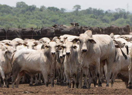 Mato Grosso do Sul registra abate de 3,9 milh&otilde;es de bovinos em 2024