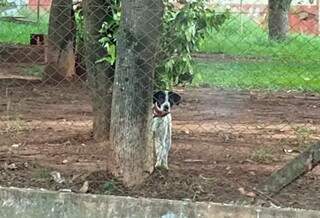 H&aacute; dias, cachorro aguarda o retorno de tutor em centro comunit&aacute;rio