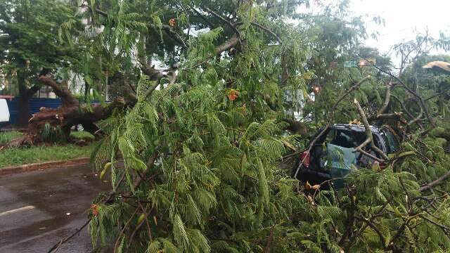 &Aacute;rvore cai durante chuva e atinge carro em cruzamento no centro