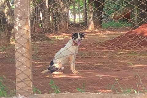 H&aacute; dias, cachorro aguarda o retorno de tutor em centro comunit&aacute;rio