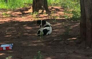 H&aacute; dias, cachorro aguarda o retorno de tutor em centro comunit&aacute;rio