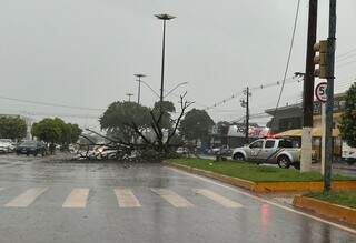 Chuva chega forte, derruba &aacute;rvore e interdita avenida em Dourados