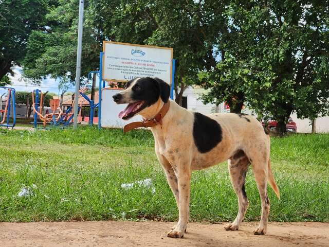 Cão ganha novo lar, mas ninguém consegue tirá-lo do lugar onde espera velho dono