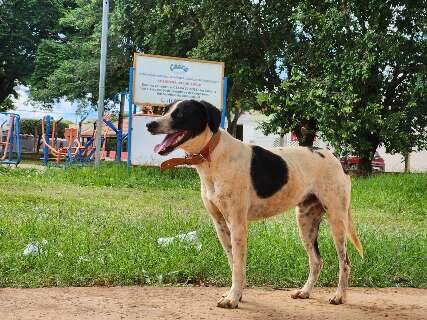 Cachorro ganha lar tempor&aacute;rio, mas desafio &eacute; conseguir peg&aacute;-lo