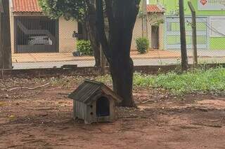 Ap&oacute;s perder ado&ccedil;&atilde;o, cachorro ganha casa para se abrigar