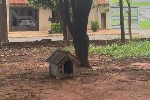 Ap&oacute;s perder ado&ccedil;&atilde;o, cachorro ganha casa para se abrigar