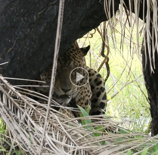 Guia tur&iacute;stico registra on&ccedil;as acasalando em safari no Pantanal