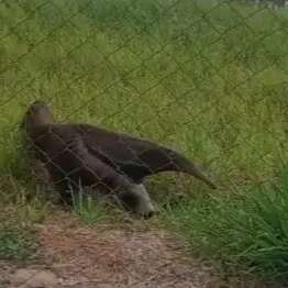 Tranquilo, tamandu&aacute;-bandeira &eacute; visto passeando ao lado de avenida