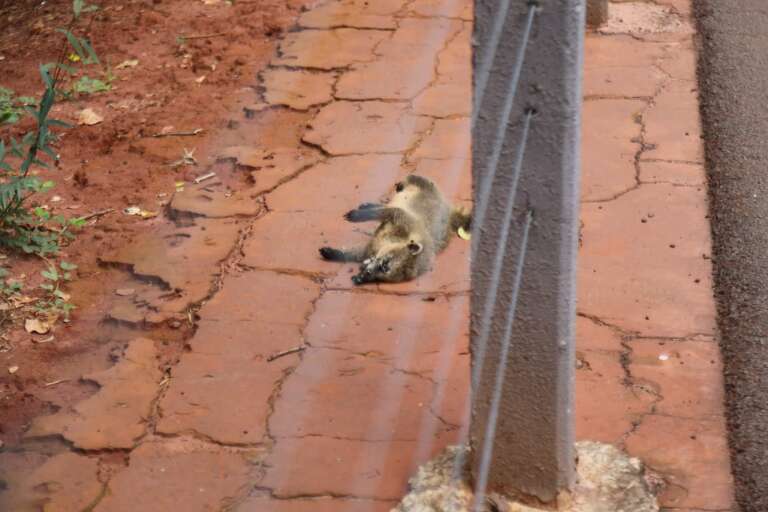 Campo Grande News