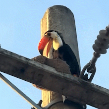 Tucano é flagrado “vasculhando” ninho de joão-de-barro à procura de comida
