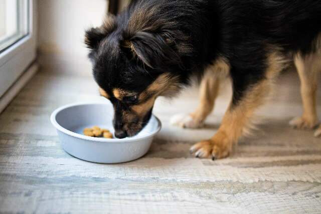 Perda de apetite em cães: perigo ou algo passageiro? Veterinário alerta