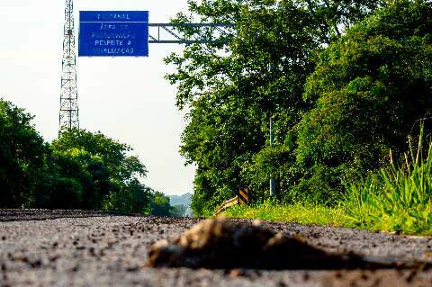 &quot;Rodovia da morte&quot;: Jacar&eacute;s e aves atropeladas s&atilde;o rotina na BR-262