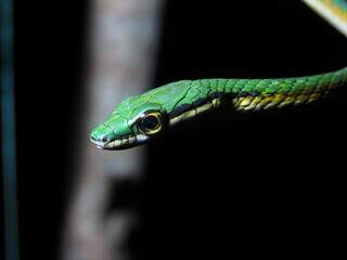 Com &#039;delineado&#039; diferente e outro hemip&ecirc;nis, nova cobra-papagaio &eacute; descoberta