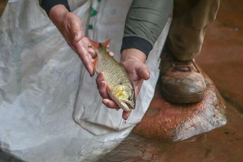 Ap&oacute;s press&atilde;o, deputado vai reduzir cota zero de 29 para 12 esp&eacute;cies de peixes