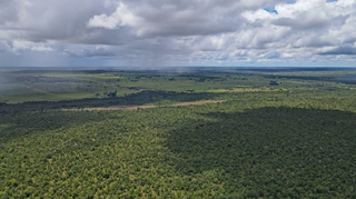 Nova esp&eacute;cie de perereca-macaco &eacute; descoberta em parque de Mato Grosso do Sul