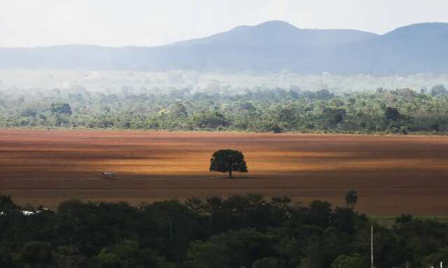 Desmatamento no Cerrado cai 33% em 2024, mas ainda preocupa especialistas