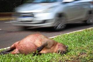 Capivara &eacute; encontrada morta atropelada em canteiro da Afonso Pena