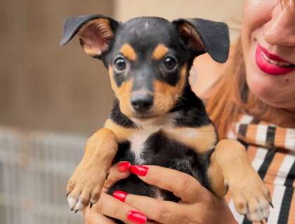 Feira de ado&ccedil;&atilde;o chega a shopping com 40 pets adultos e filhotes