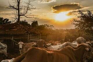 Mais bois do que gente: em MS, para cada habitante h&aacute; 6 cabe&ccedil;as de gado	