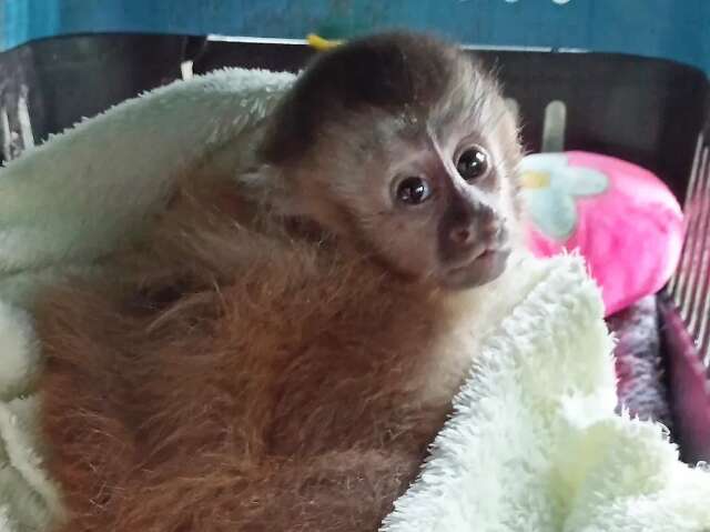 Filhote de macaco-prego &eacute; socorrido por moradores e vai para a reabilita&ccedil;&atilde;o