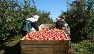 Estado tem 1.076 oportunidades para trabalhar no cultivo da ma&ccedil;&atilde;