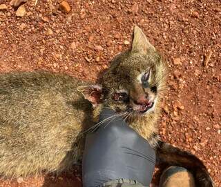 Bonito para quem? Em 40 dias, pesquisadora mapeia 463 animais atropelados