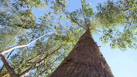 Prefeitura de Tr&ecirc;s Lagoas perde disputa milion&aacute;ria contra empresa de celulose