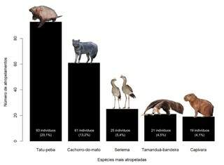 Bonito para quem? Em 40 dias, pesquisadora mapeia 463 animais atropelados