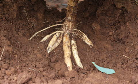 Praga atinge lavouras de mandioca no norte do pa&iacute;s e acende alerta em MS